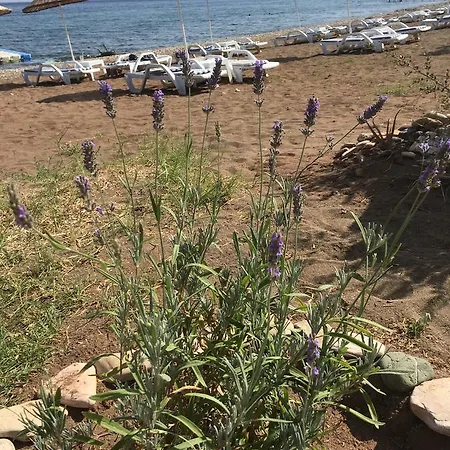 מלון Mavizeytin Beach Club *