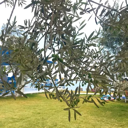 Mavizeytin Beach Club מלון *